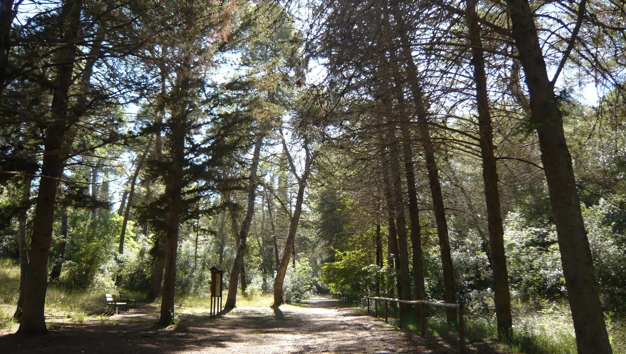 Foresta Mercadante: cosa fare e perché scoprirla durante un soggiorno nell’Alta Murgia